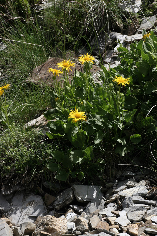 Doronicum grandiflorum / Doronico dei macereti